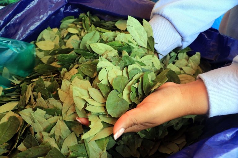 Gobierno aclara que actividades en la comercialización de la hoja de coca serán totalmente normales pese al corte administrativo en uno de sus Ministerios