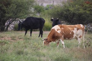 Existe suficiente producción de carne de res para garantizar el mercado interno y los compromisos de exportación